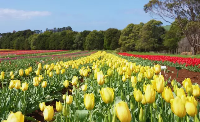前往鬱金香園，花海打卡超治癒。
