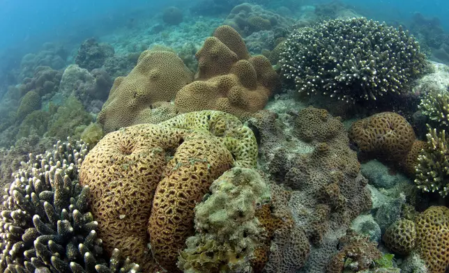 香港大鵬灣成功獲選為第四批全國「美麗海灣優秀案例」。 政府新聞處圖片