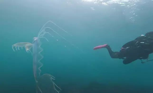 罕見深海「高鰭粗鰭魚」現身4.6米淺水區。FB圖片