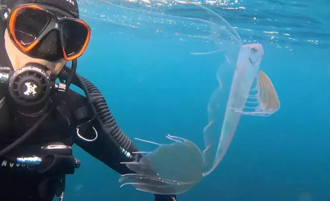 罕見深海「高鰭粗鰭魚」現身4.6米淺水區。FB圖片