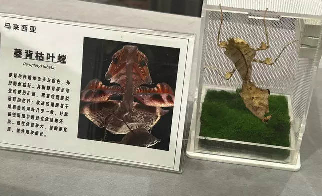螳螂展覽將展出外表神似中國龍的「龍螳螂」及近50種螳螂品種。巴士的報記者攝