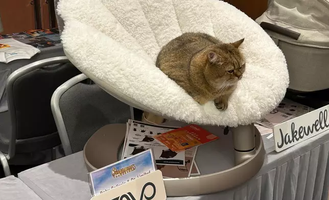 市民可帶自家寵物入場。巴士的報記者攝