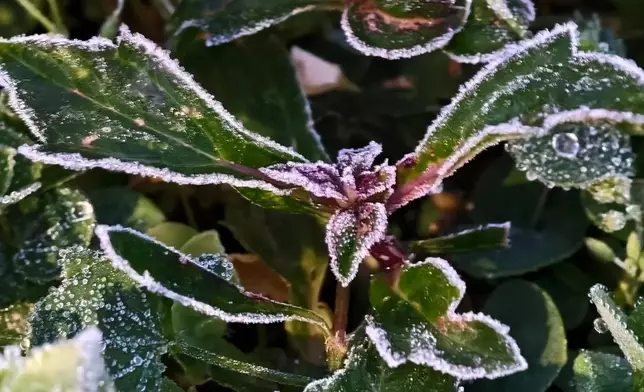 近日的結霜情況。天文台FB