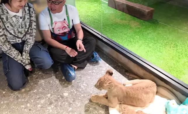 咖啡店鎮店之寶的獅子仔。