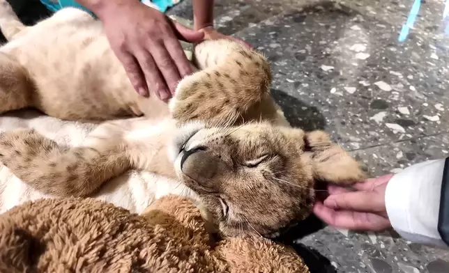 咖啡店鎮店之寶的獅子仔。