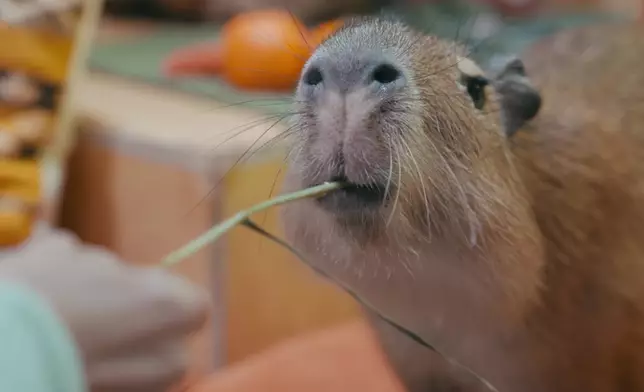 林凱恩好似仲可愛過卡皮巴拉。