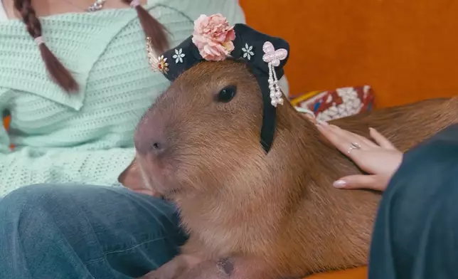 林凱恩好似仲可愛過卡皮巴拉。