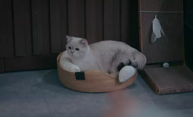 展Sir呢隻貓，都係好多網民至愛。