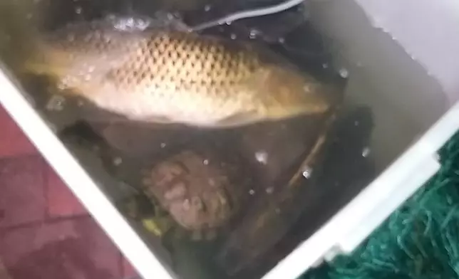 志願者搶救魚。香港救援鳩鴿及雀鳥FB