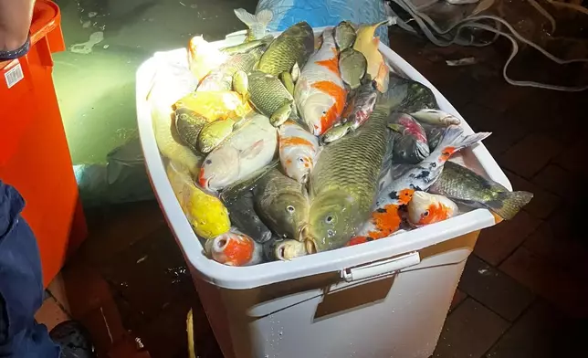 部份死去的魚。Threads圖片