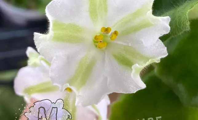 MoMo Violet (古月方）