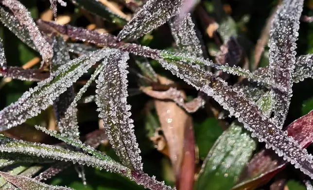 天文台在社交媒體發布市民拍到地面霜的圖片。Kwok Yee Shan/天文台FB