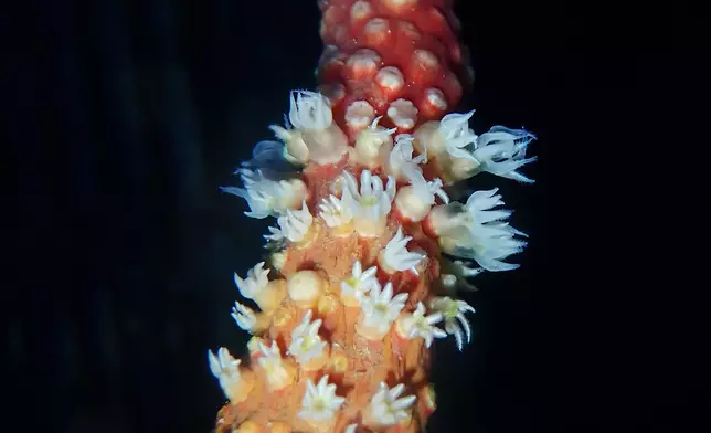 伸出觸手的雙形擬球骨針軟珊瑚。
