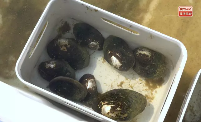 濕地魚塘設置的生態浮島，種植農作物及水生植物，包括設立竹製蚌排，引入淡水蚌。（林紹鋒攝）