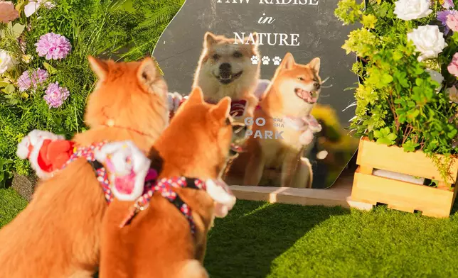 行運打卡位5：迎春花鏡庭園 