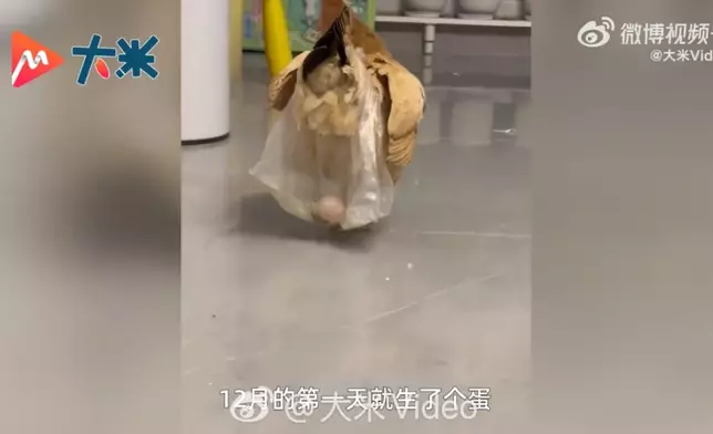 女童玩遊戲意外贏隻母雞，帶回家當寵物兩個月竟產下逾40隻蛋。影片截圖