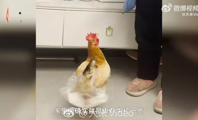 女童玩遊戲意外贏隻母雞，帶回家當寵物兩個月竟產下逾40隻蛋。影片截圖