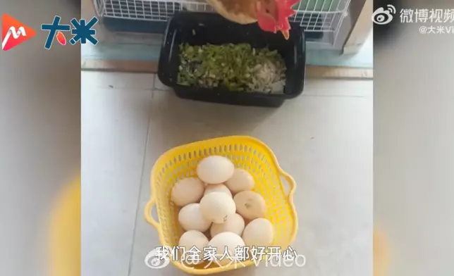 女童玩遊戲意外贏隻母雞，帶回家當寵物兩個月竟產下逾40隻蛋。影片截圖