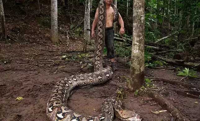 印尼驚現長約7.22米的雌性網紋蟒現蹤印尼，獲健力士認證為史上「最長野生蛇類」。X平台圖片