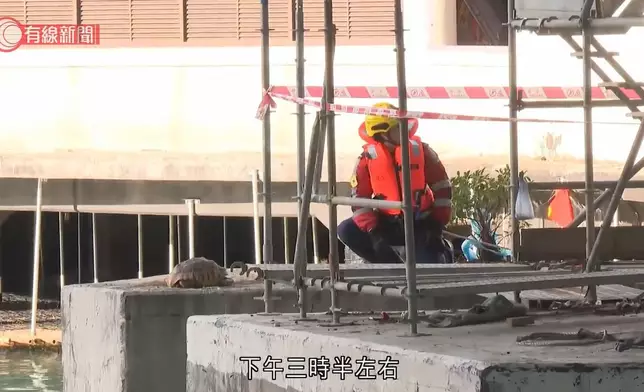北角碼頭發現一具龜屍。有線新聞影片截圖