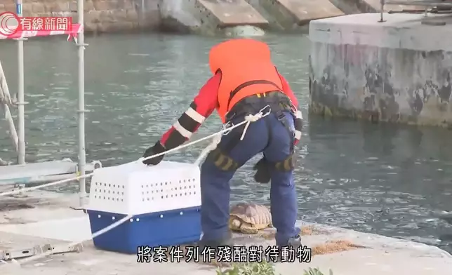 北角碼頭發現一具龜屍。有線新聞影片截圖