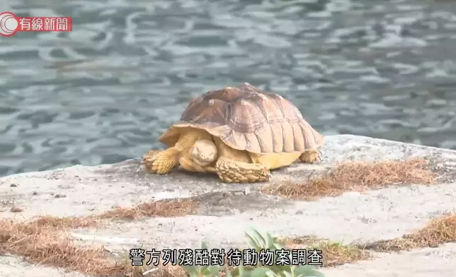 北角碼頭發現一具龜屍。有線新聞影片截圖