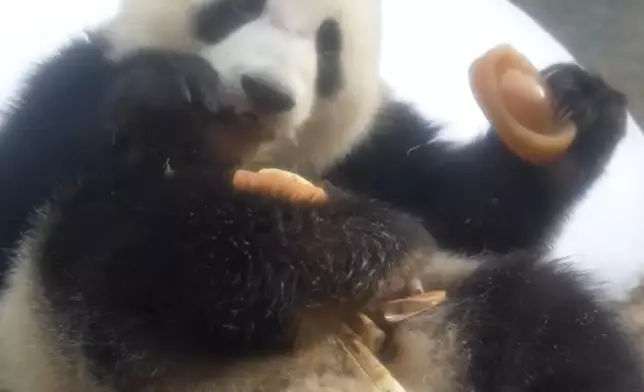 加加手執特製「金元寶」，好快就食落口。海洋公園IG熊貓專頁圖片