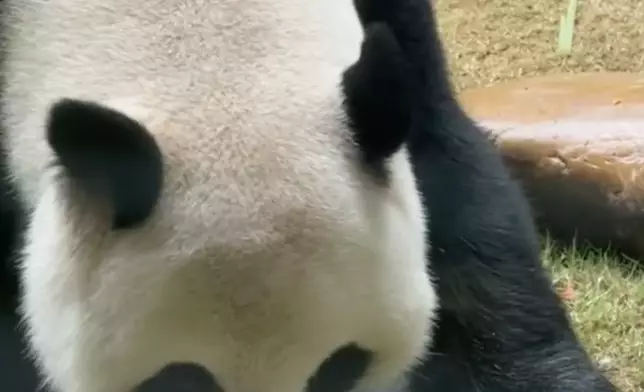 安安冰碟上是大大隻z「鮑魚」，十分應節。海洋公園IG熊貓專頁圖片