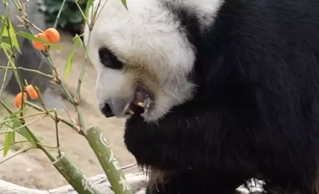 樂樂埋頭苦「吃」美味的竹筍和精果子。海洋公園IG熊貓專頁圖片