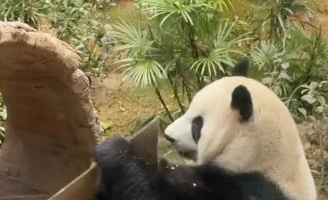 可可連紙皮都要咬，似乎太貪吃了。海洋公園IG熊貓專頁圖片