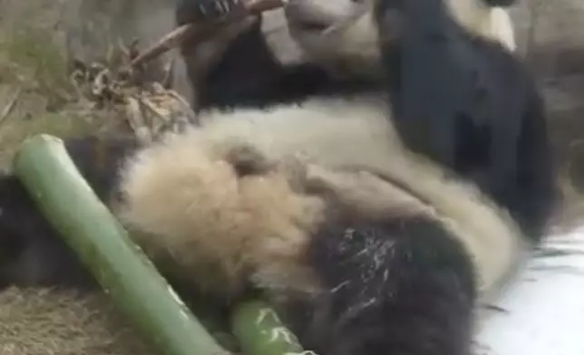 得得有理無理，食咗先。海洋公園IG熊貓專頁圖片