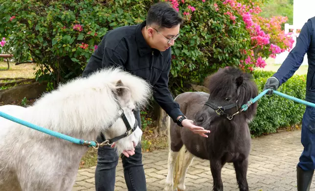 雪特蘭小馬下月大館亮相。大館網頁照片