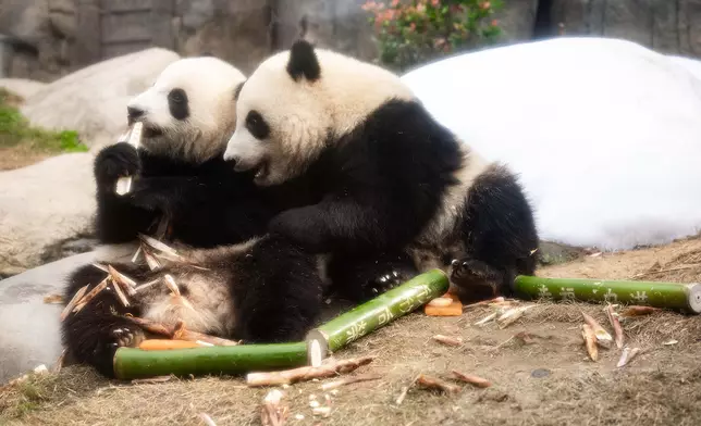 大熊貓龍鳳胎加加（左）和得得（右）