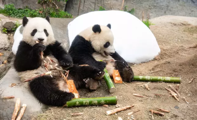 大熊貓龍鳳胎加加（左）和得得（右）