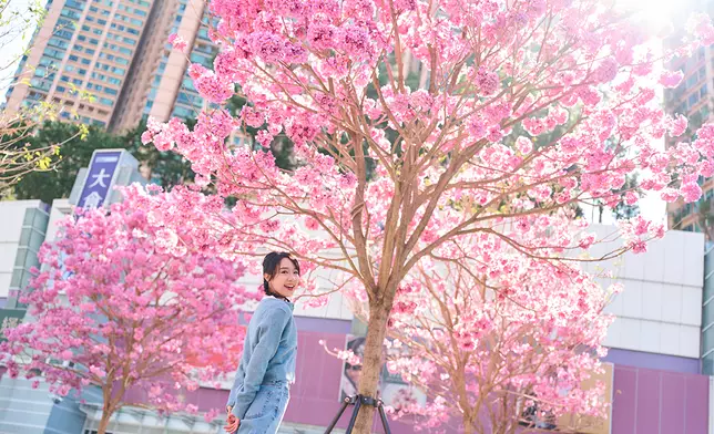 場內精心種植了紫花風鈴木，花期一般為12月至3月，現正值開花時期，花多葉少的特性使紫粉紅色花朵在樹冠上密集綻放，為空間增添柔美而富生命力的視覺體驗 (2)