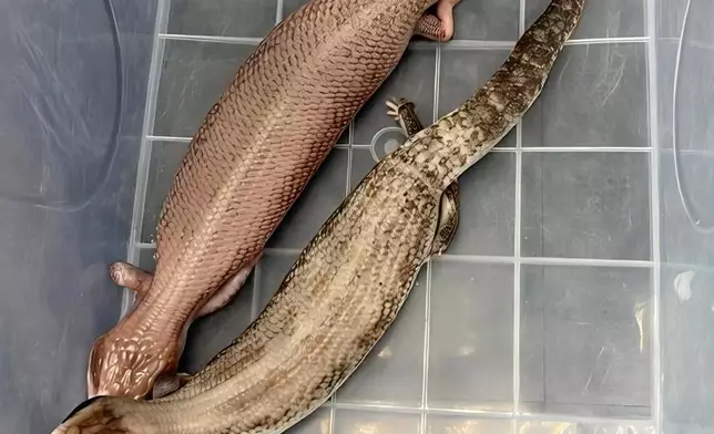 部分檢獲的活蜥蜴。政府新聞處圖片