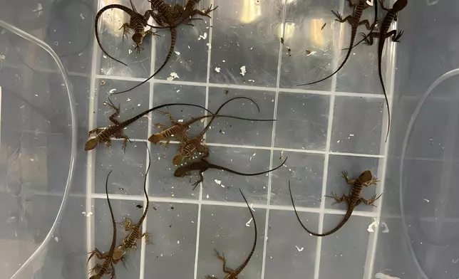 部分檢獲的活蜥蜴。政府新聞處圖片