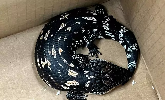 部分檢獲的活蜥蜴。政府新聞處圖片