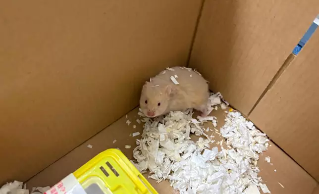 檢獲的懷疑非法進口倉鼠。政府新聞處圖片