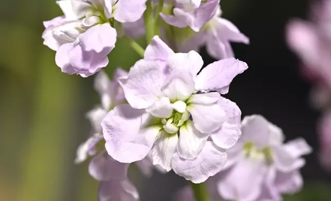 花展主題花紫羅蘭三月二十日起為維園添色彩 政府新聞處圖片
