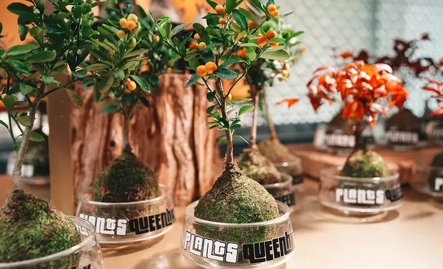 PLANTSQUEENHK
  塊根植物、多肉植物實驗室