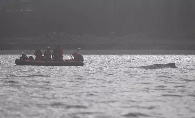 2026年3月29日周日，環保人士在德國維斯馬（Wismar）附近的維斯馬灣（Wismar Bay）靠近一條座頭鯨。（美聯社圖片/Philip Dulian/dpa） AP圖片