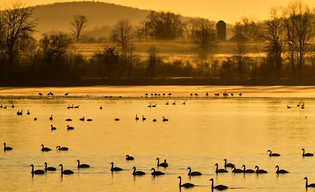 2026年3月9日周一，小天鵝（Tundra swans）及其他水鳥聚集在賓夕法尼亞州克萊因費爾特斯維爾的中溪野生動物管理區（Middle Creek Wildlife Management Area）人工水庫棲息。(美聯社圖片/Robert F. Bukaty) AP圖片