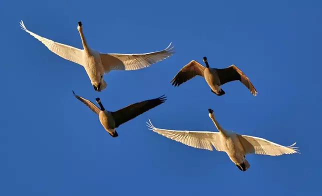 2026年3月9日周一，成對的小天鵝（較大者）與加拿大雁（Canada geese）飛越賓夕法尼亞州克萊因費爾特斯維爾的中溪野生動物管理區。(美聯社圖片/Robert F. Bukaty) AP圖片