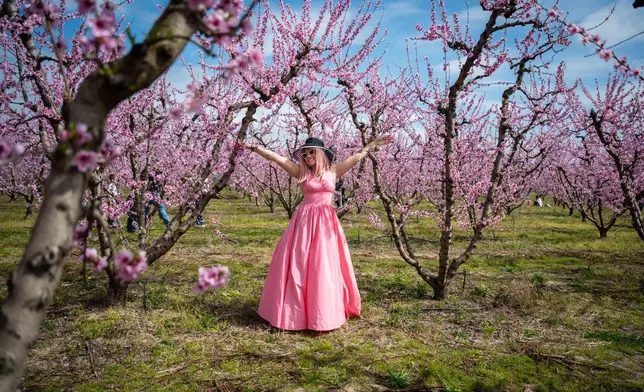 2026年3月22日周日，希臘北部城市維利亞附近，曼塔萊娜·卡利亞努（Mantalena Kalianou）在蜜桃花盛開的活動中漫步，鼓勵公眾前來賞花。(美聯社圖片/Giannis Papanikos) AP圖片