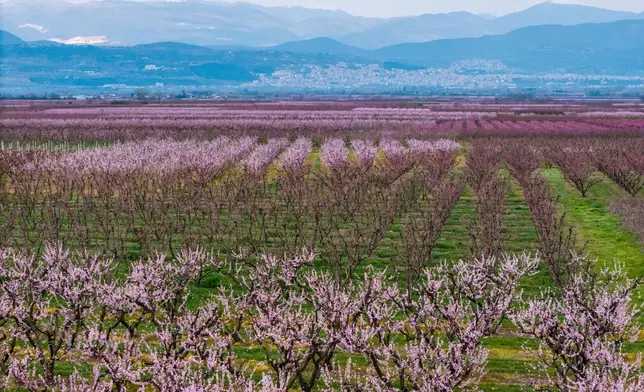 2026年3月22日周日，從高空俯瞰希臘北部城市維利亞附近的蜜桃花海。(美聯社圖片/Giannis Papanikos) AP圖片