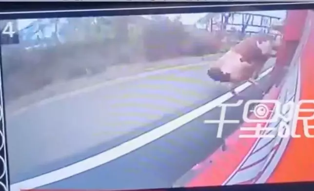 貴州高速2頭千斤重壯牛頂斷車廂欄桿跳車「越獄」奇蹟無事。影片截圖