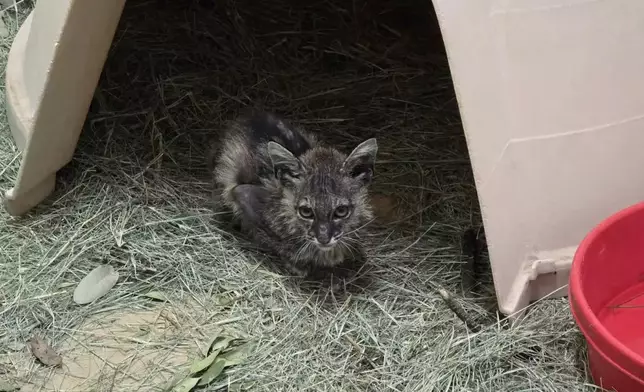 園藝工人於灌木叢中發現一隻全身濕透毛髮幾近掉光的「幼貓」，送醫搶救揭真身竟係山貓BB。圖片翻攝The Dodo
