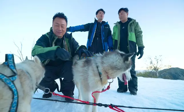 雪橇犬非常溫馴。