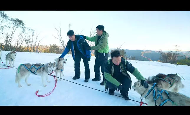 雪橇犬非常溫馴。
